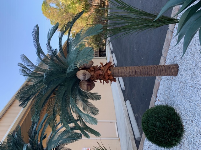 <p>Tropical Expressions&nbsp; 8' Queen Palm w/straight trunk comes with a beautifully detailed roto molded trunk.&nbsp;&nbsp;<br><br><br><br></p>                                